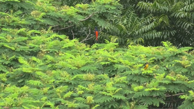 Fiery Minivet - ML645114678