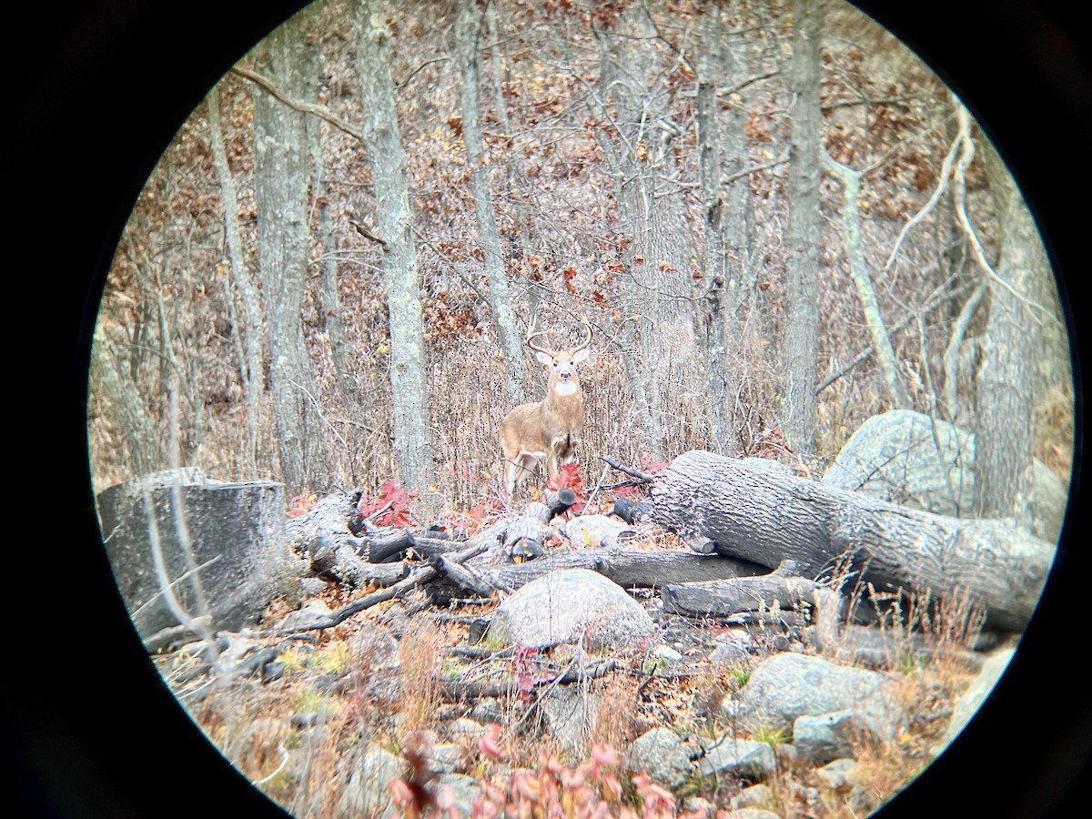 Animals - ML645114682