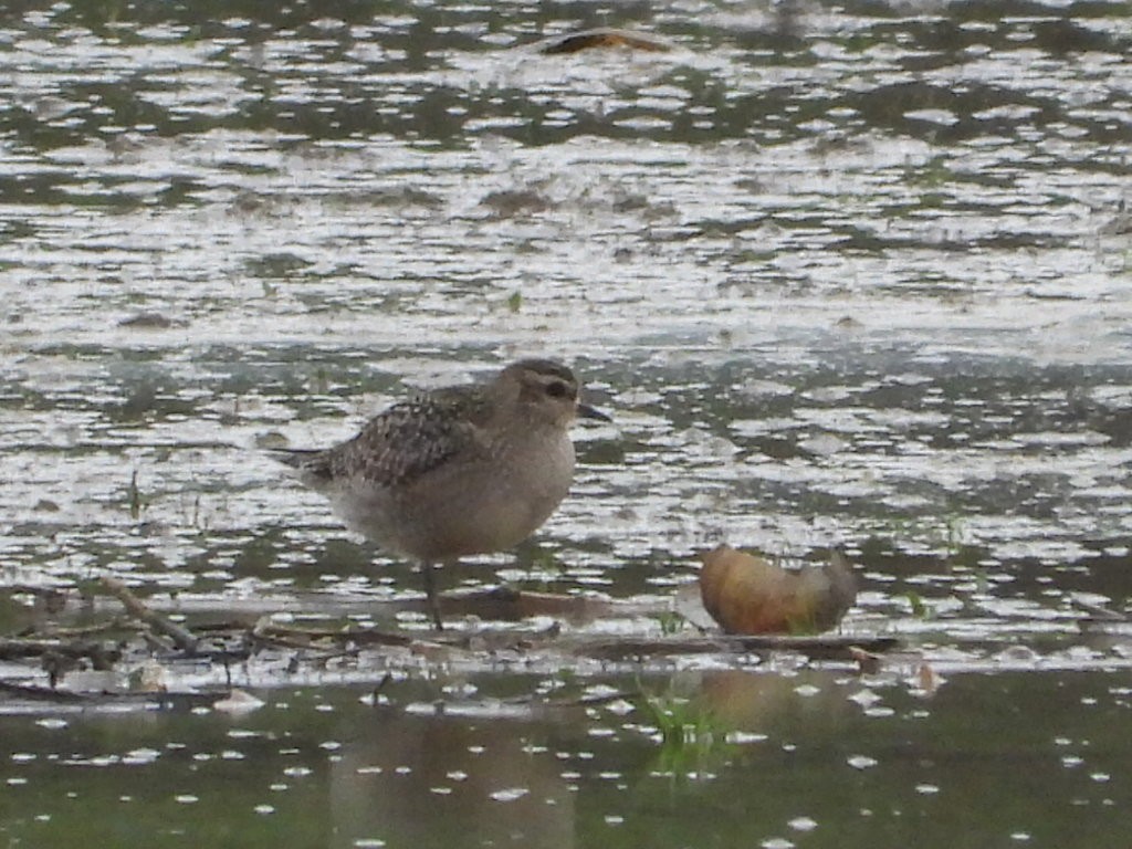 American Golden-Plover - ML645114683