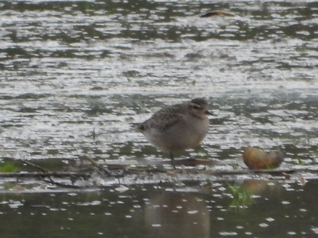 American Golden-Plover - ML645114684