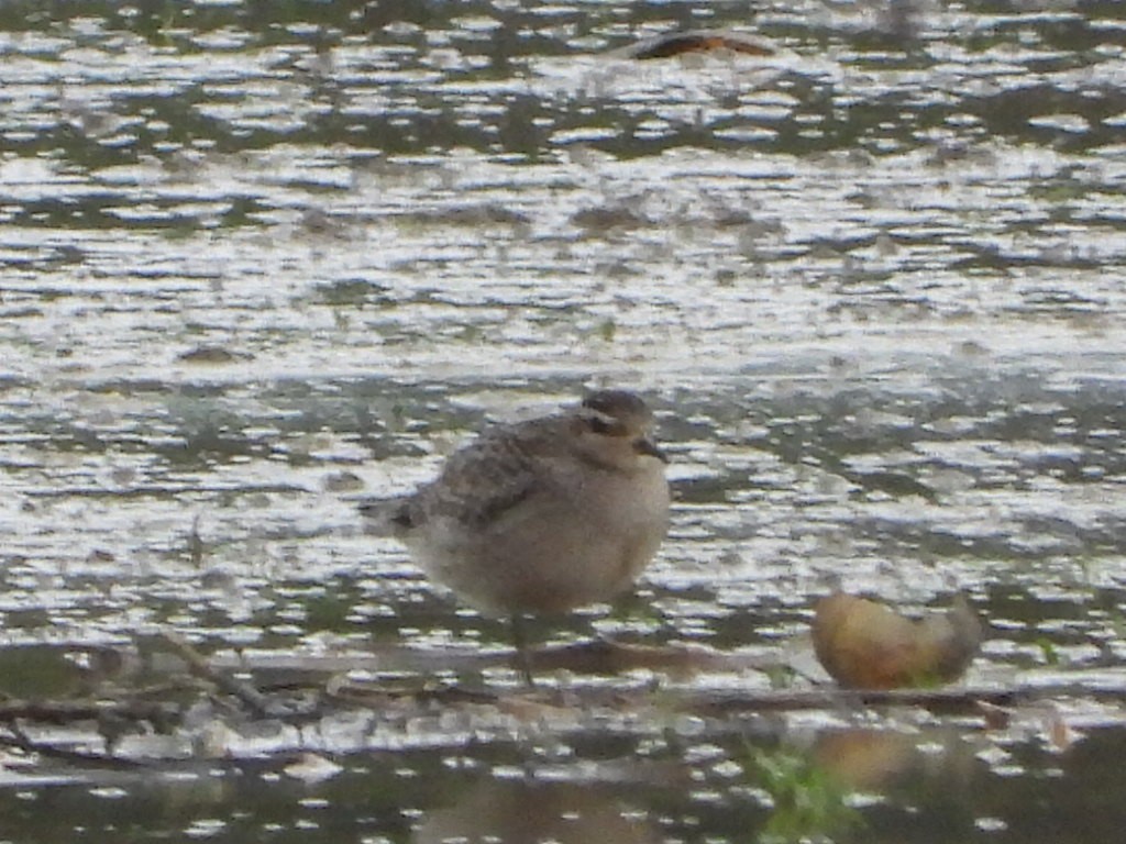 American Golden-Plover - ML645114685