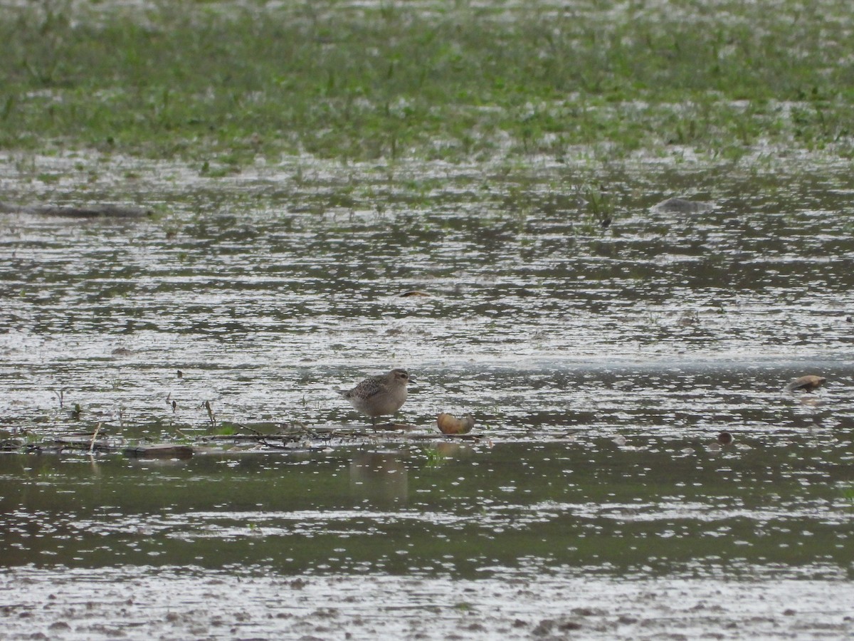 American Golden-Plover - ML645114686
