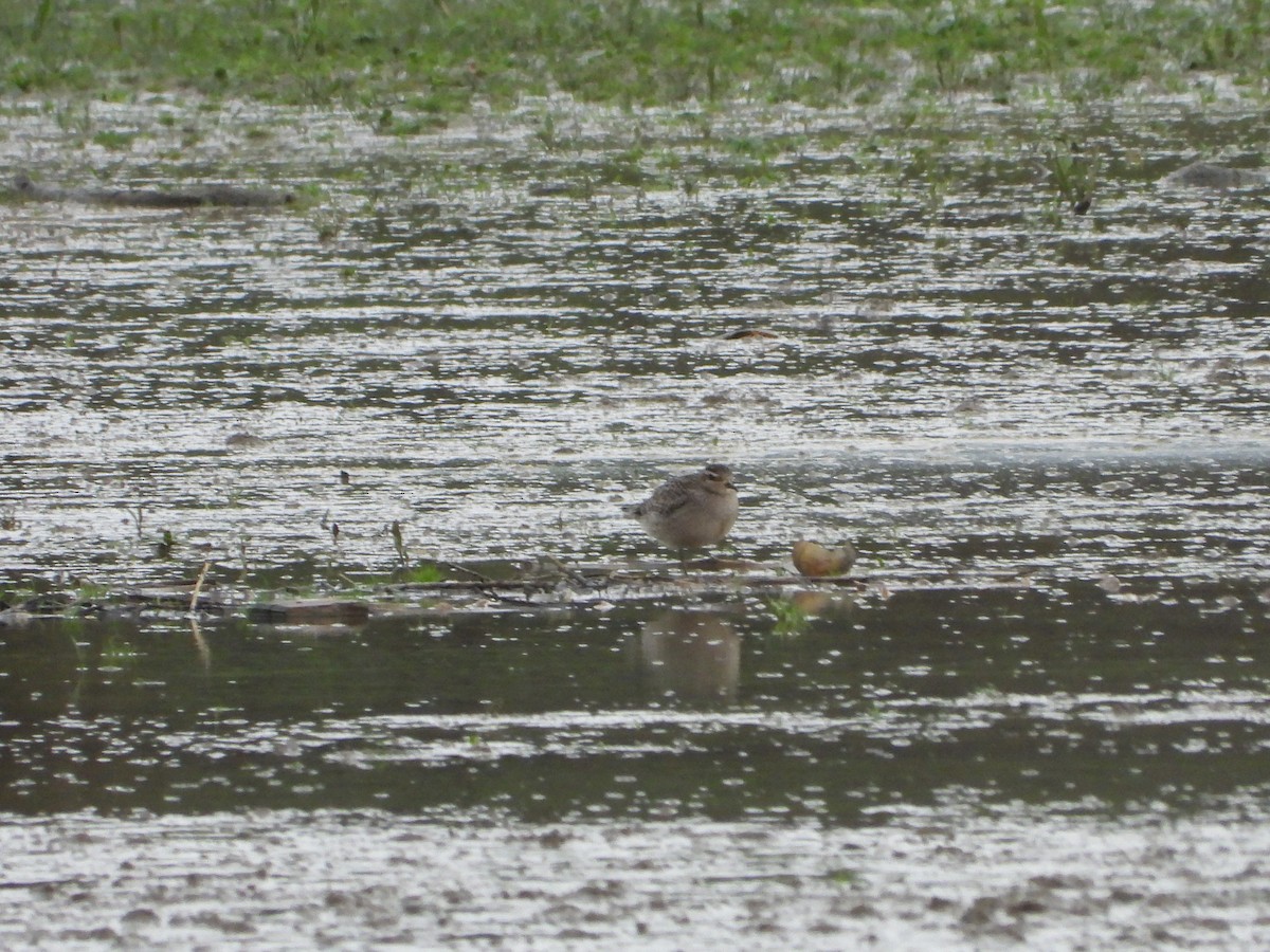 American Golden-Plover - ML645114688