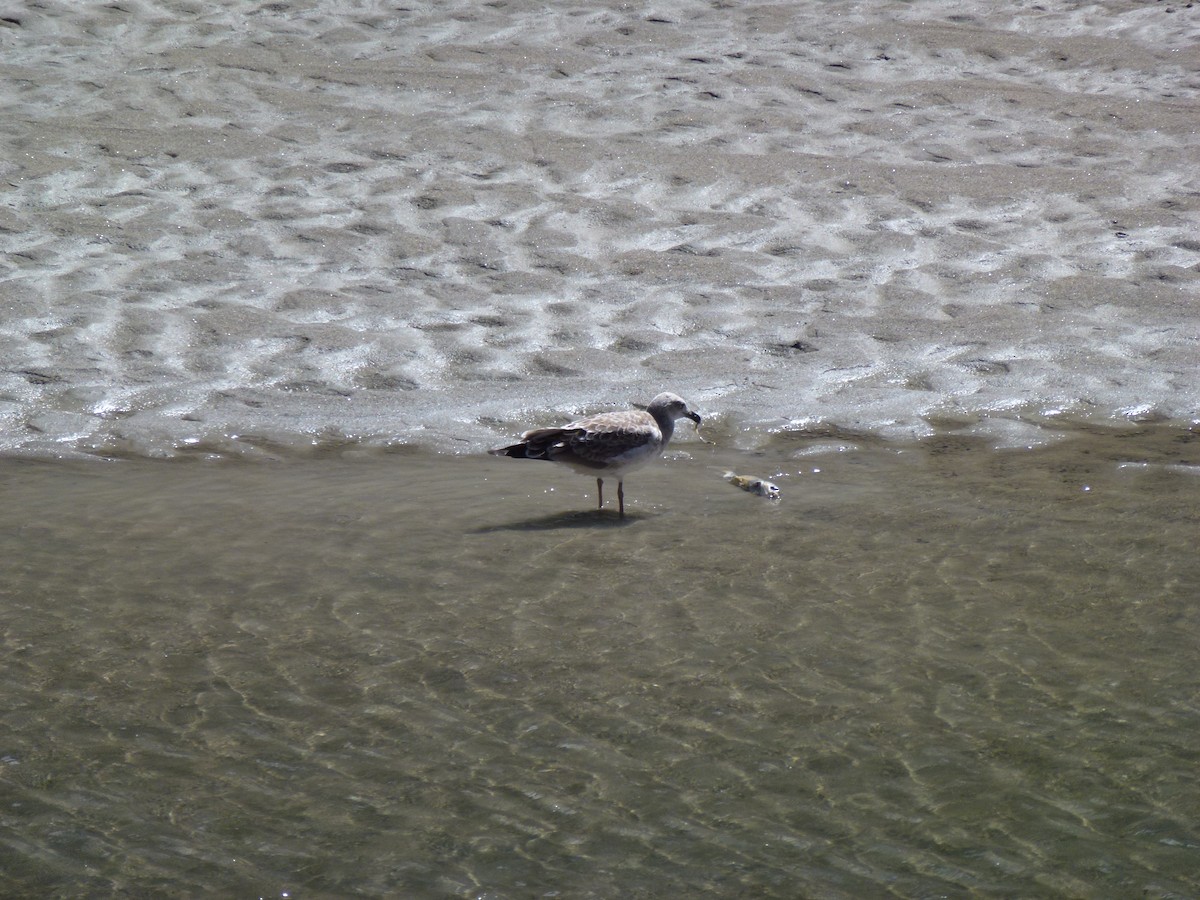 Pallas's Gull - ML645114689