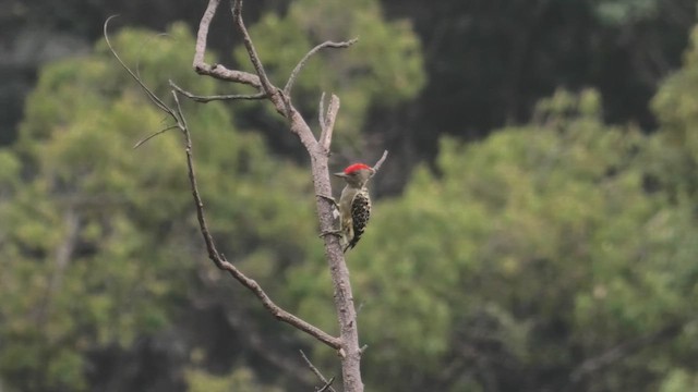 Gray-and-buff Woodpecker (Gray-and-buff) - ML645114691