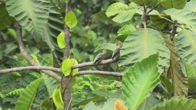 Gray-and-buff Woodpecker (Gray-and-buff) - ML645114693