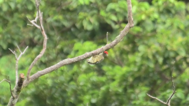 Gray-and-buff Woodpecker (Gray-and-buff) - ML645114694