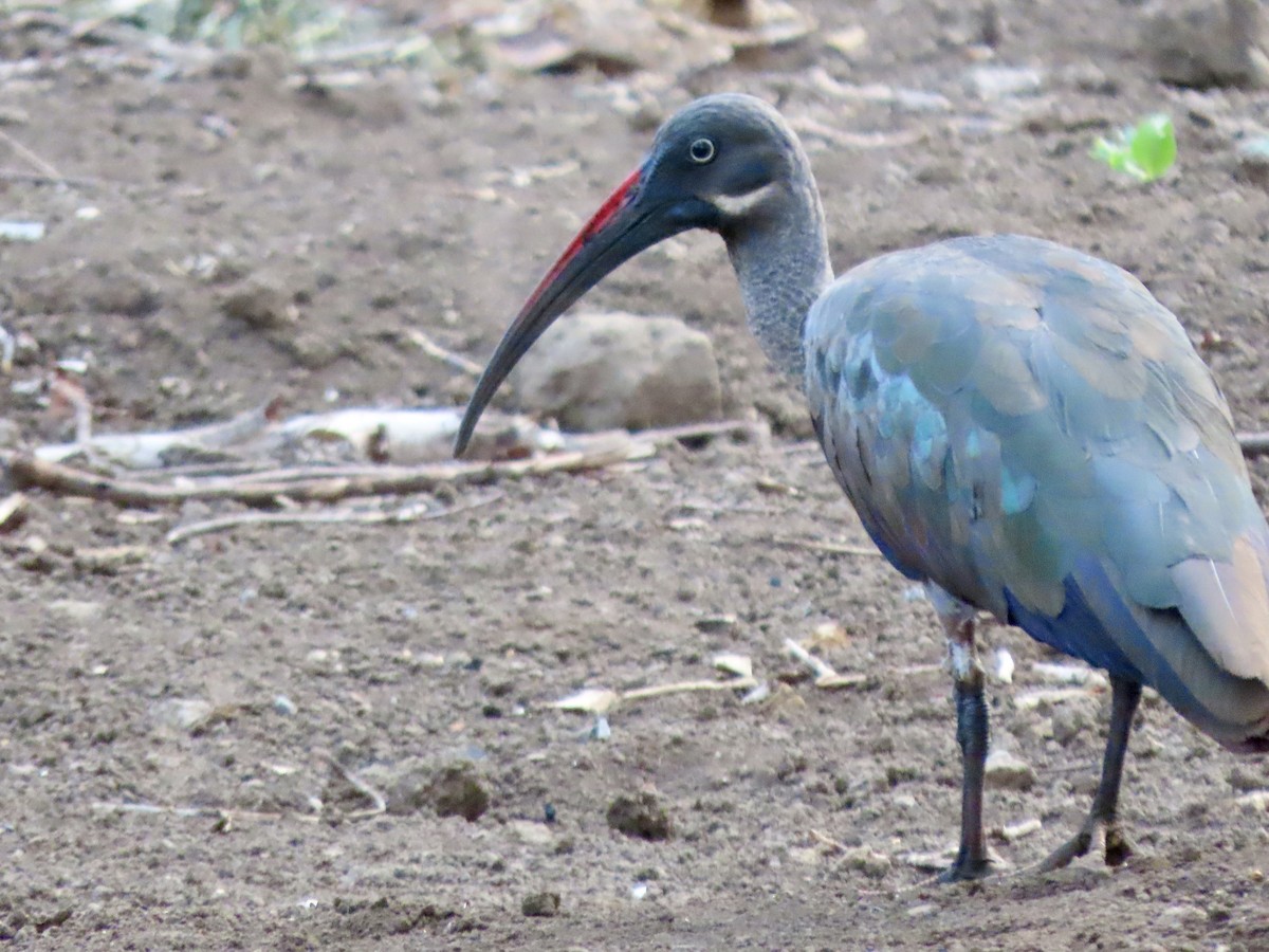 Hadada Ibis - ML645114696