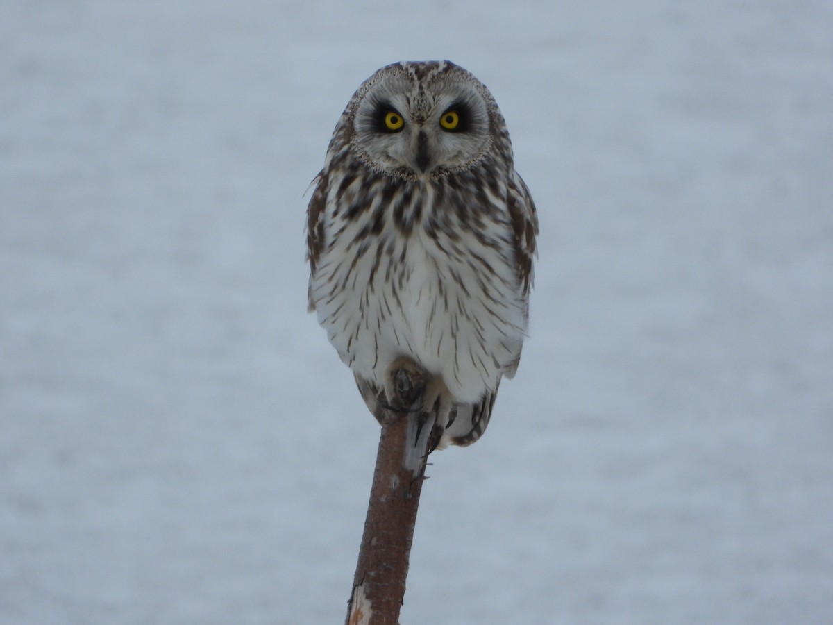 Short-eared Owl - ML645114704