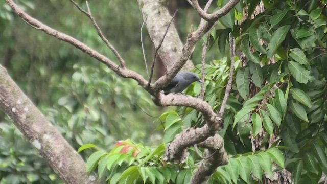 Lesser Cuckooshrike - ML645114726