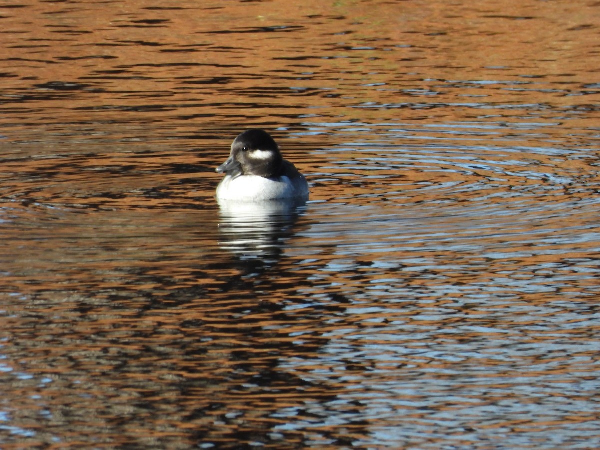 hohol bělavý - ML645114740