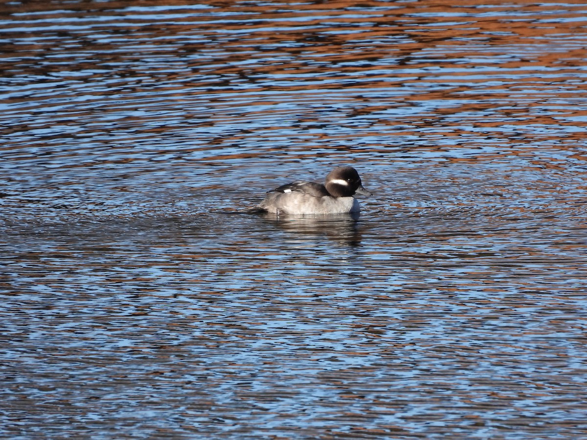 hohol bělavý - ML645114750