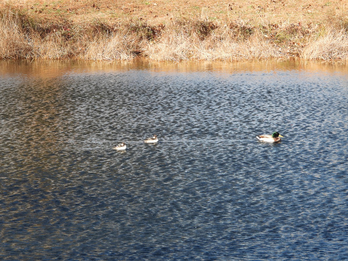 kachna divoká - ML645114772