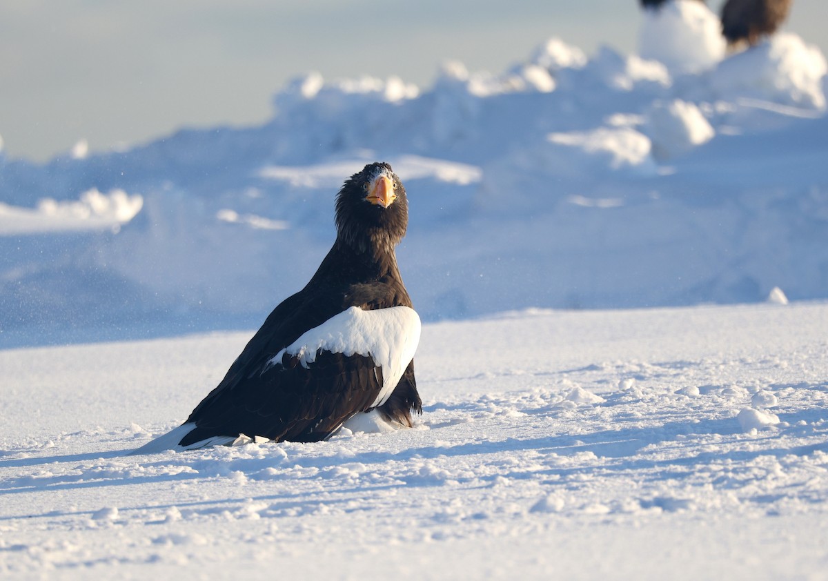 kjempehavørn - ML645114798