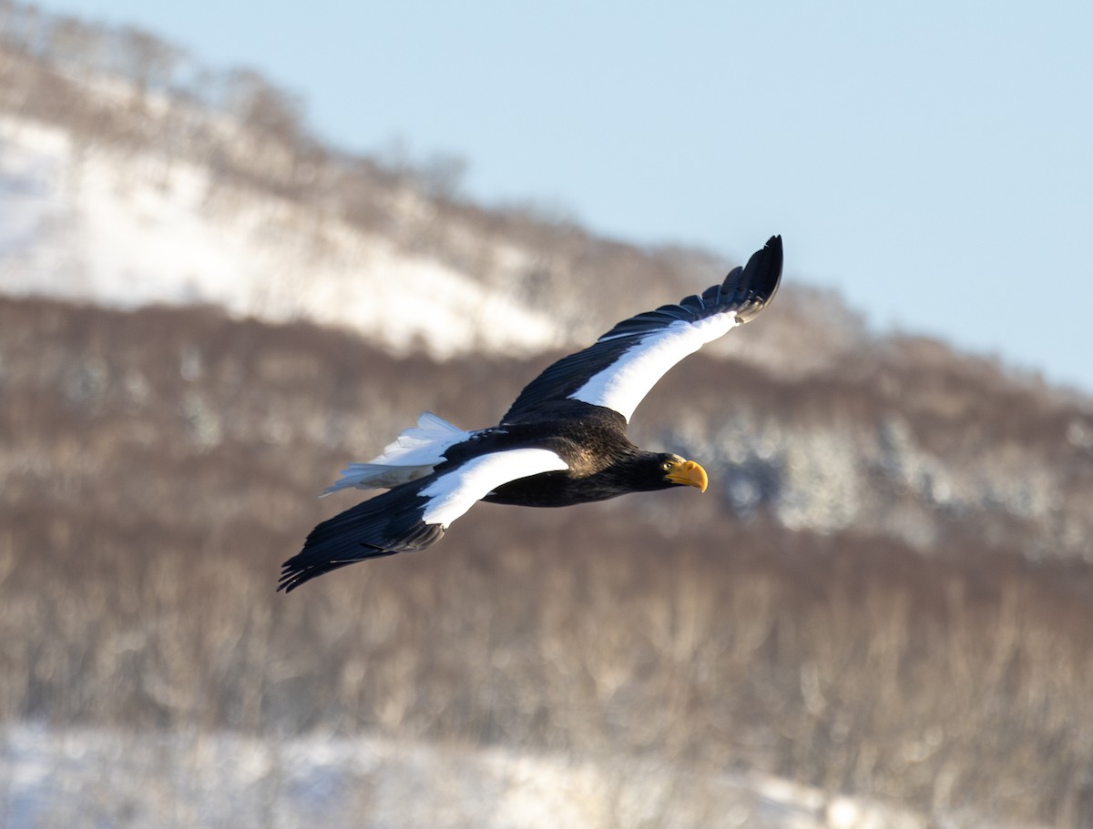 kjempehavørn - ML645114799