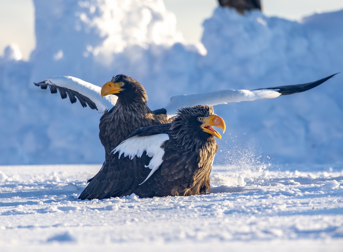 kjempehavørn - ML645114802