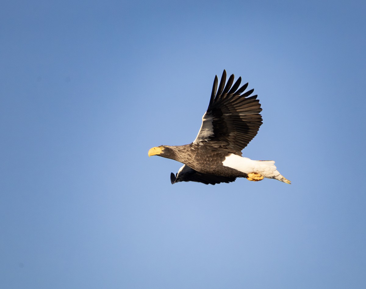 kjempehavørn - ML645114803