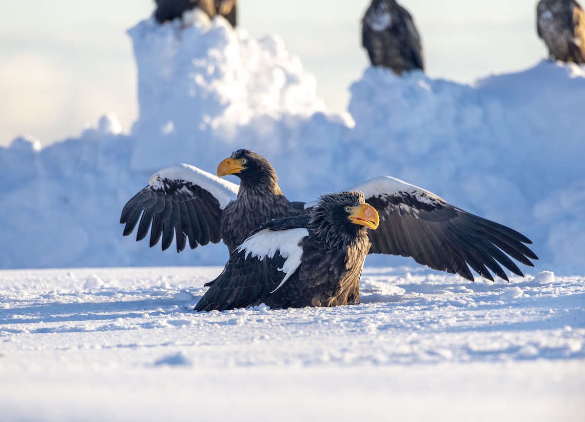 kjempehavørn - ML645114804