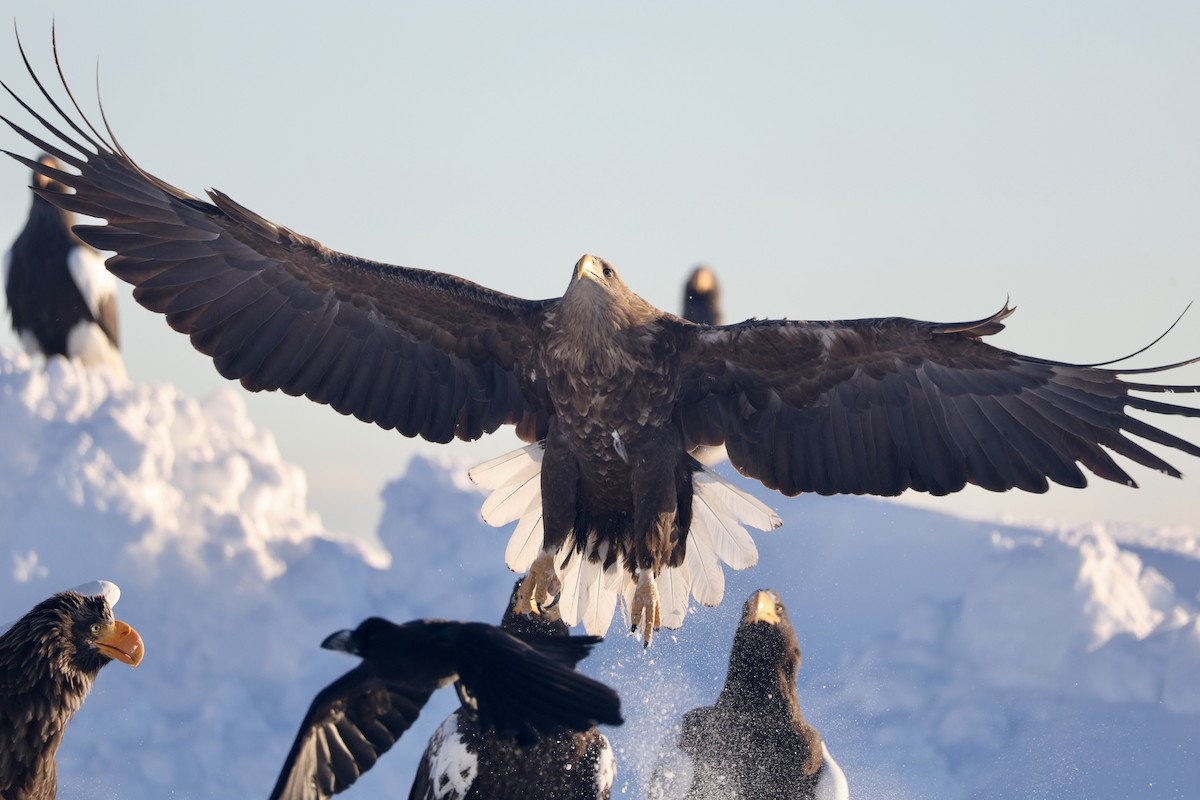 havørn - ML645114809