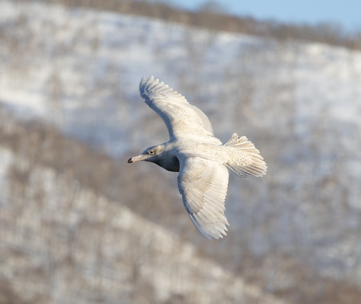 polarmåke - ML645114835