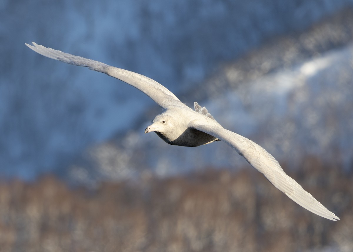 polarmåke - ML645114836