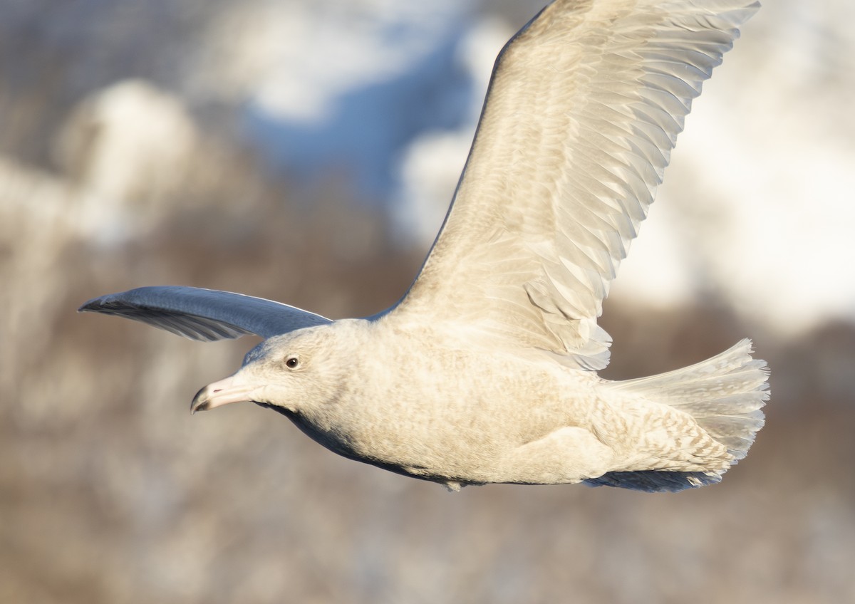 polarmåke - ML645114837