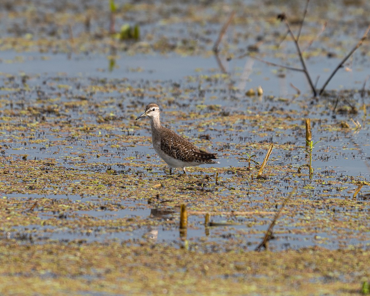 タカブシギ - ML645114840