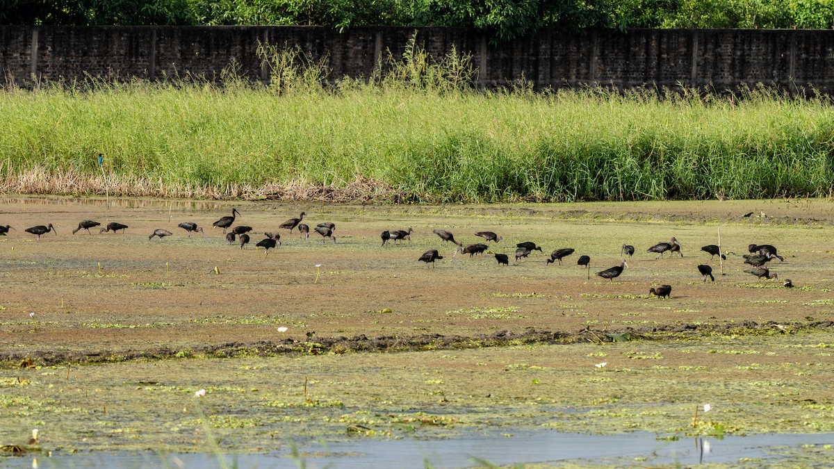 Glossy Ibis - ML645114847