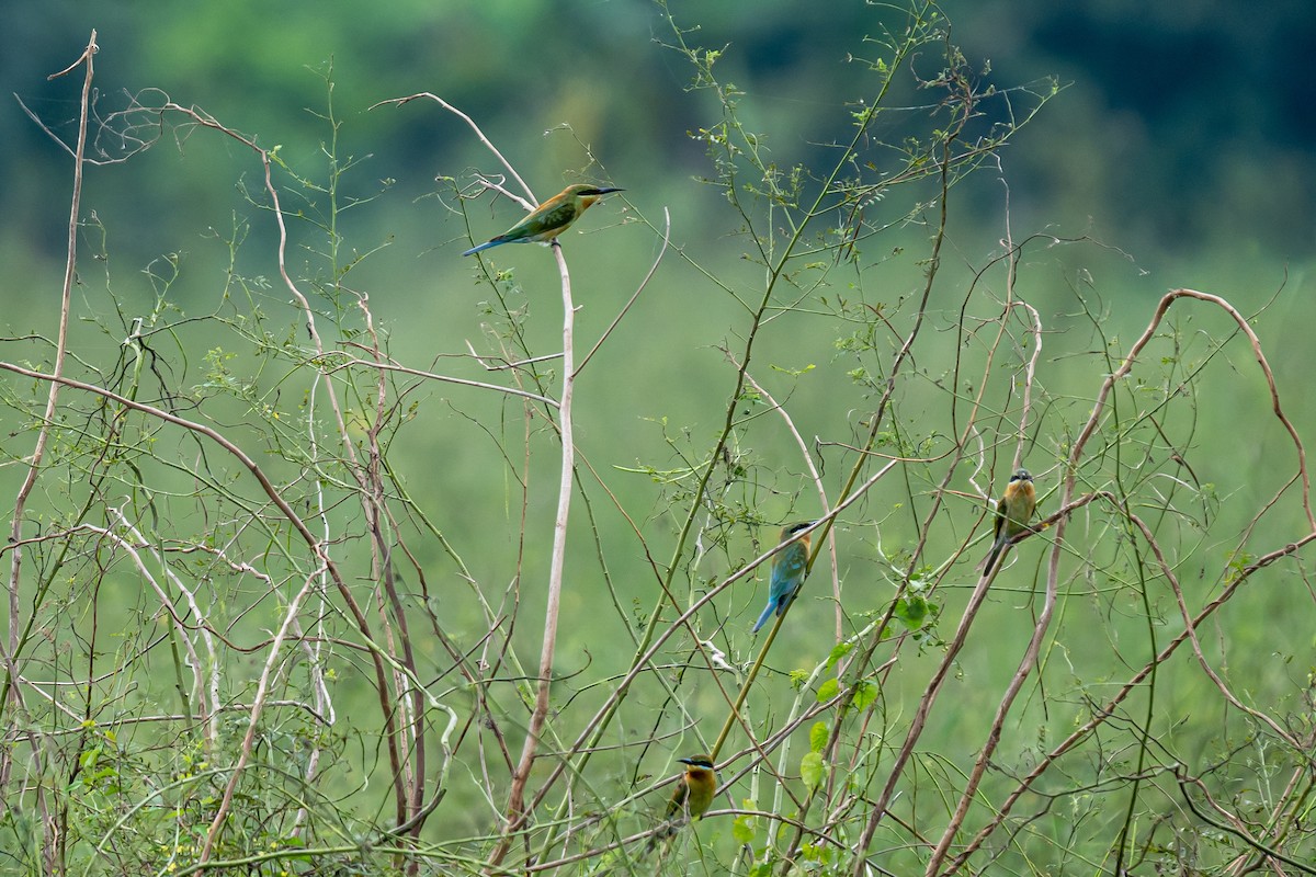 Blue-tailed Bee-eater - ML645114851
