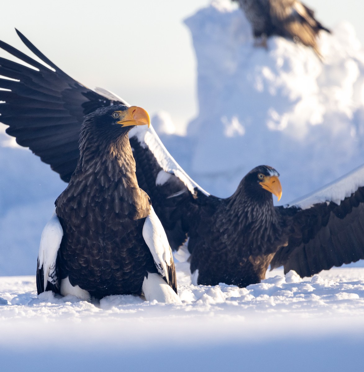 kjempehavørn - ML645114853