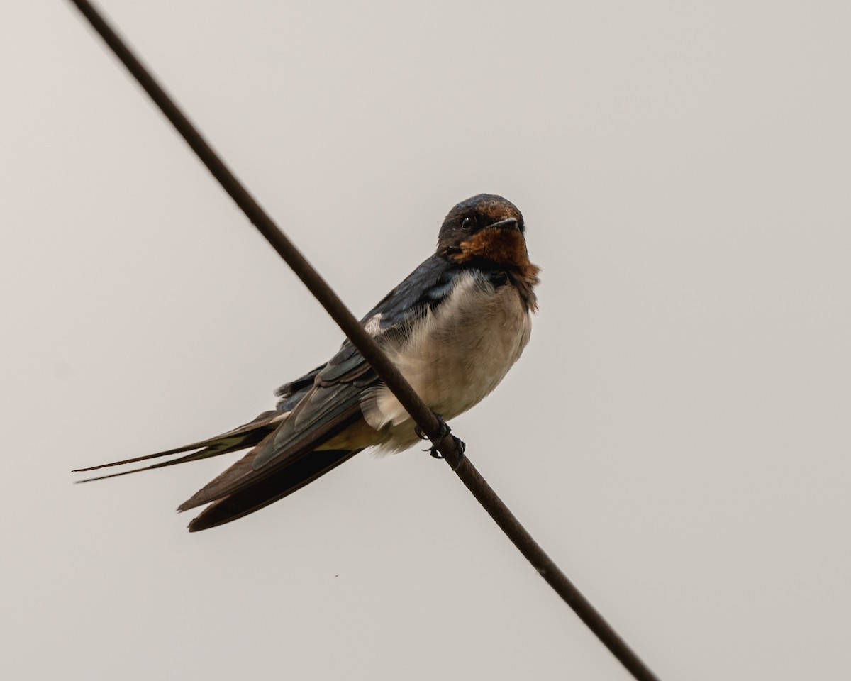 Barn Swallow - ML645114866