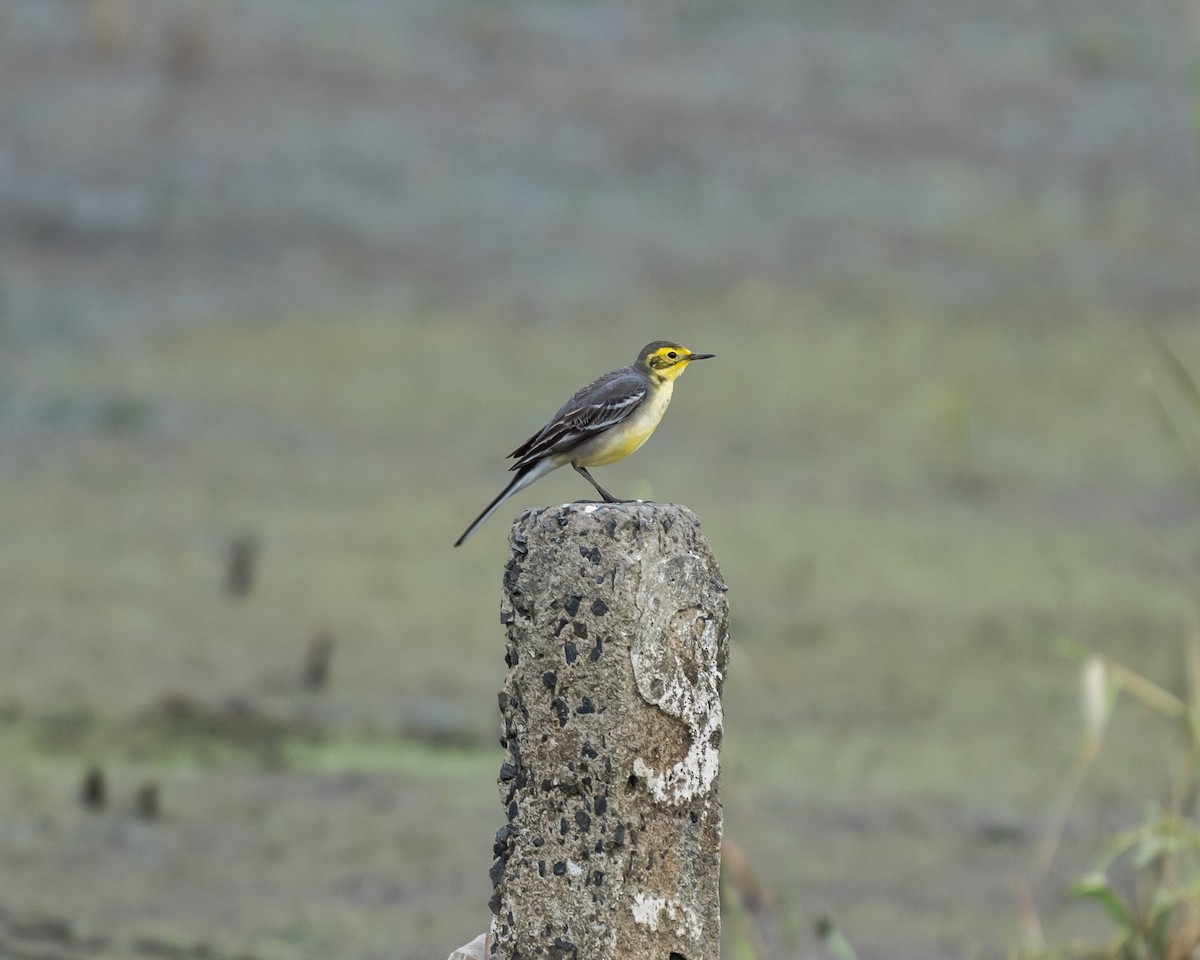 נחליאלי לימוני - ML645114869