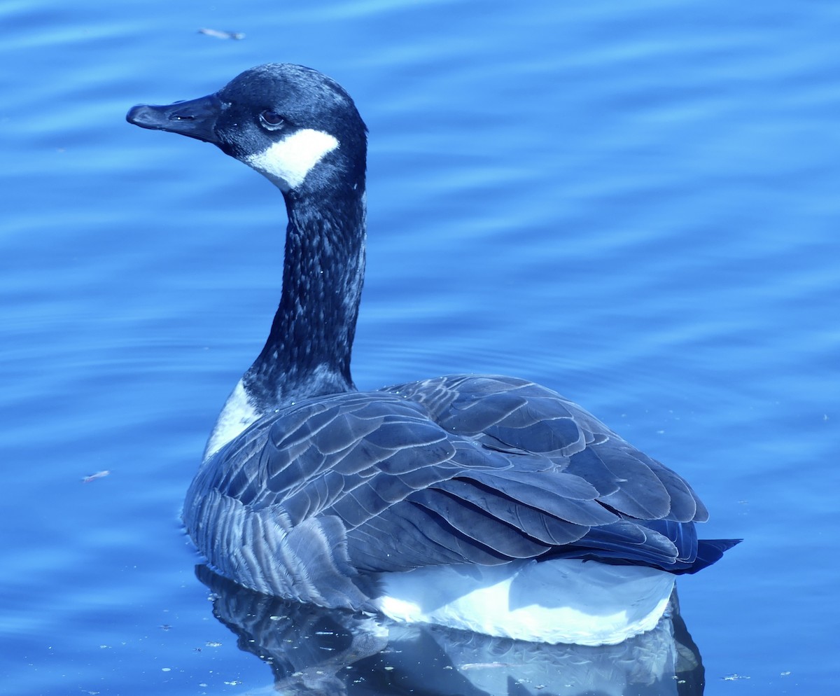 berneška velká - ML645114870