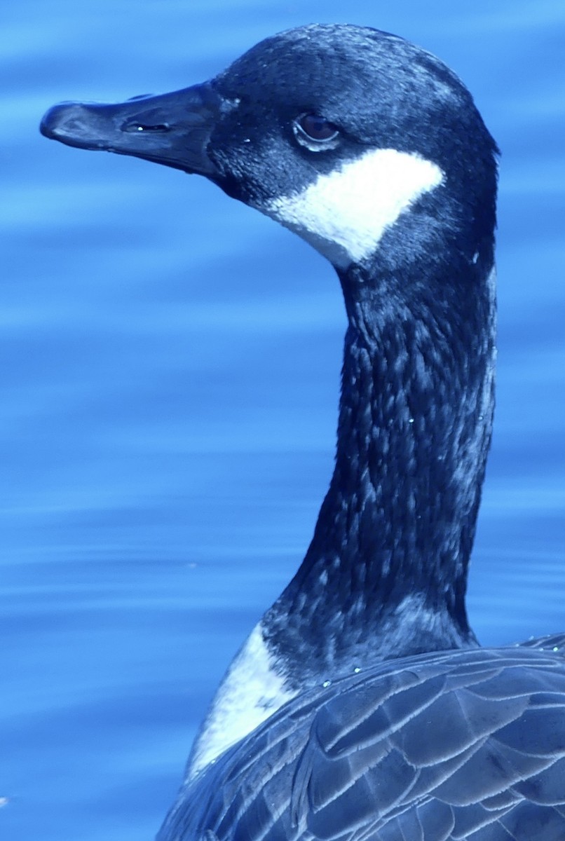 berneška velká - ML645114871