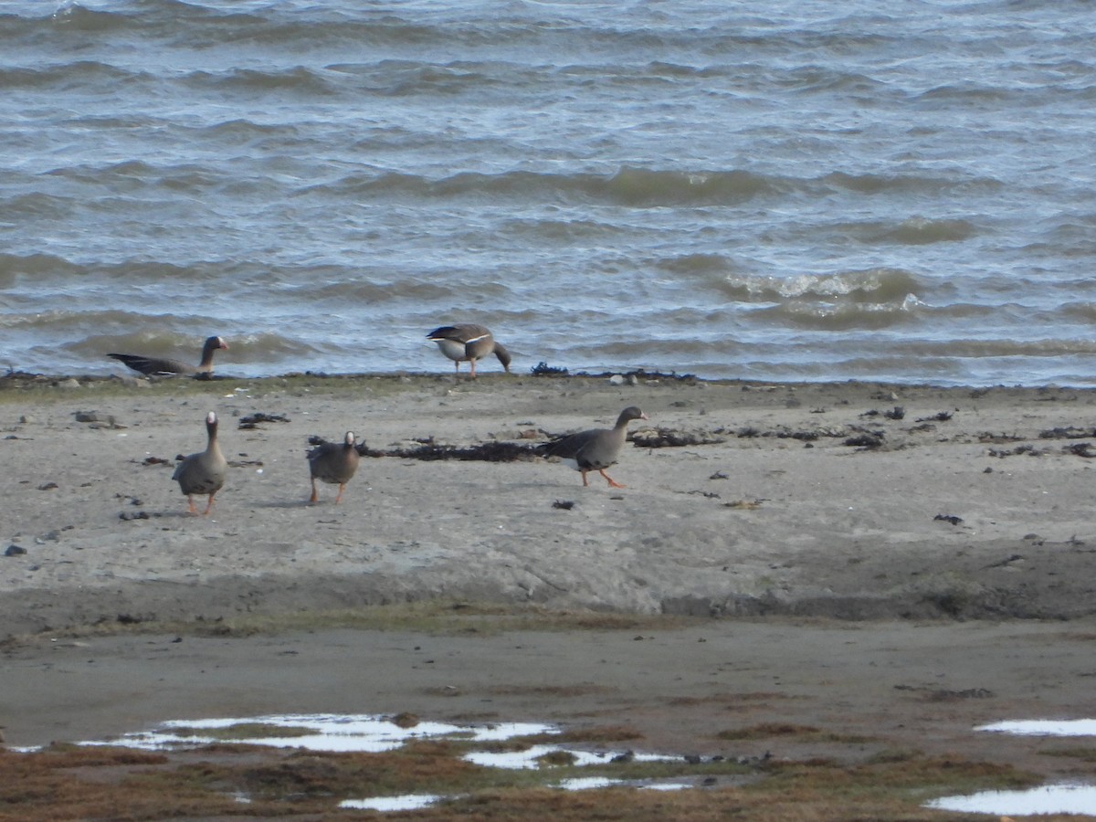אווז קטן - ML645114872