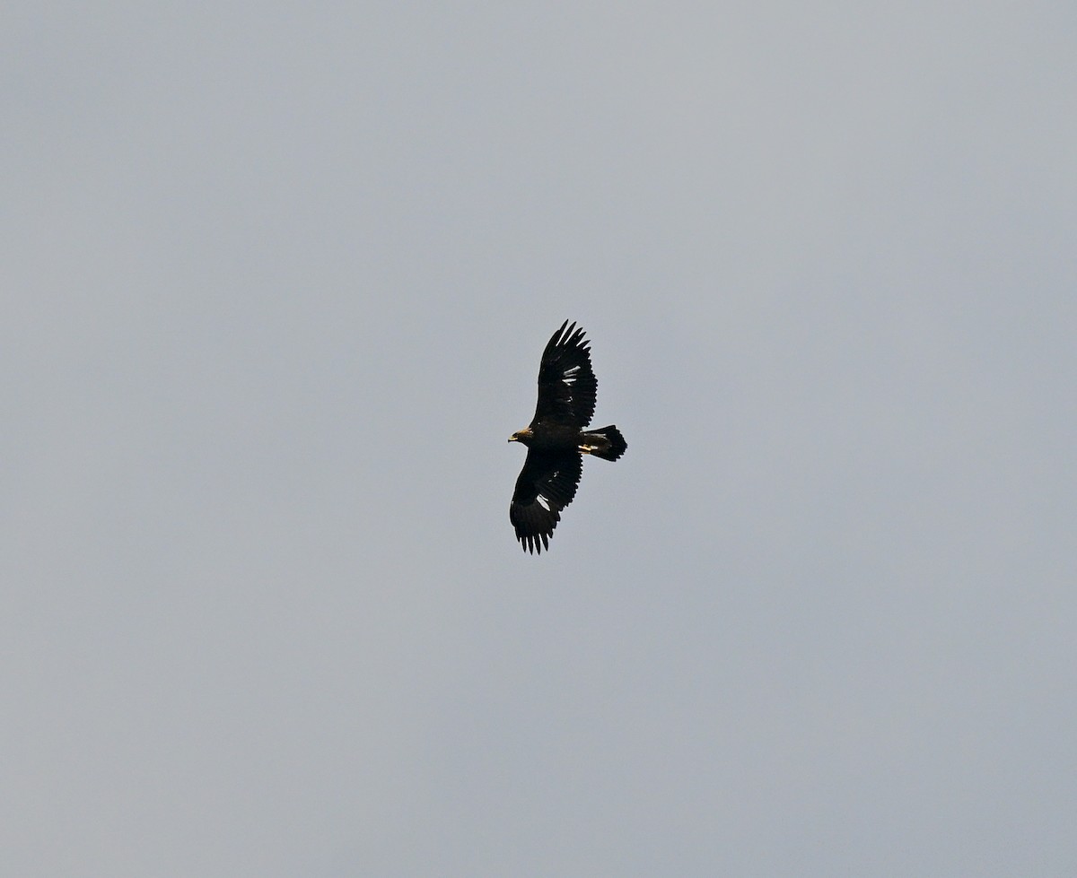 Golden Eagle - ML645114881