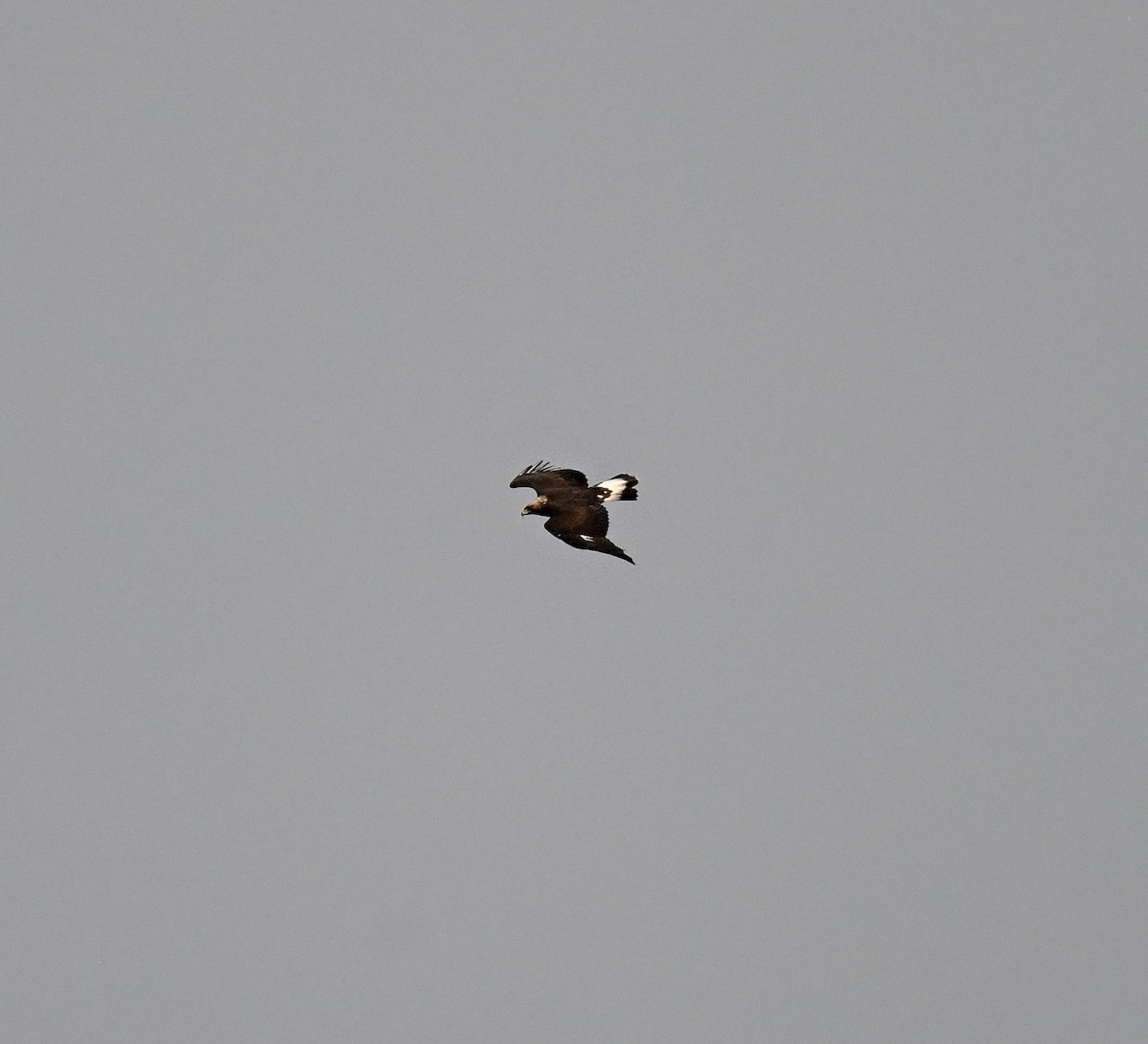 Golden Eagle - ML645114883