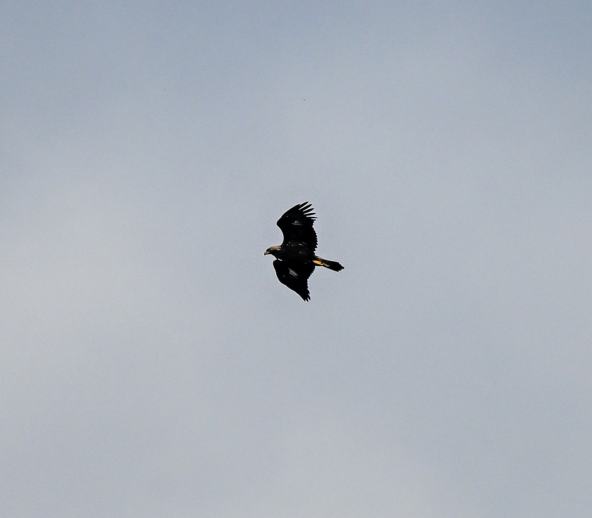 Golden Eagle - ML645114884