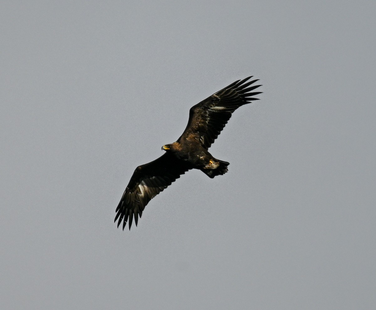 Golden Eagle - ML645114897