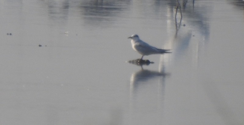 Белощёкая крачка - ML645114899