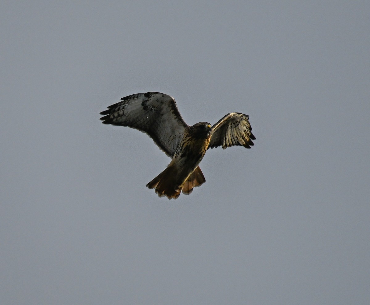 Red-tailed Hawk - ML645114908