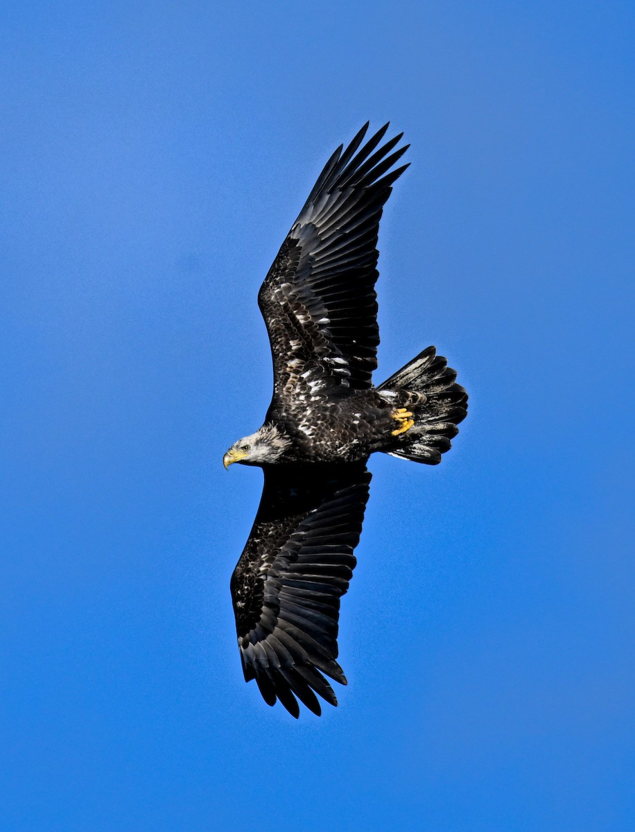 Bald Eagle - ML645114925