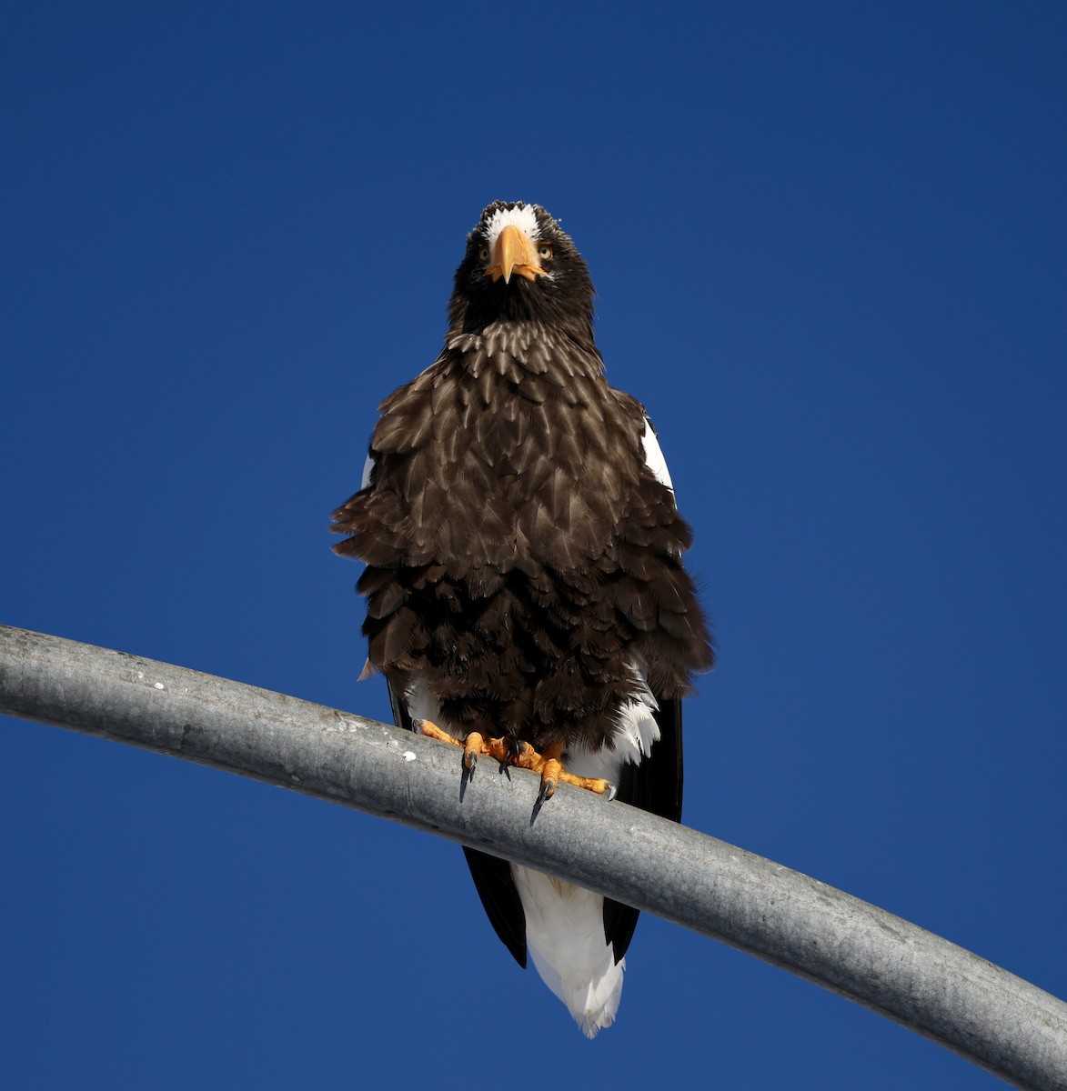 kjempehavørn - ML645114932