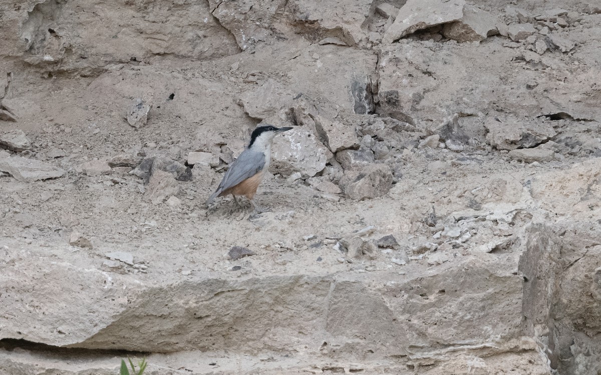 Eastern Rock Nuthatch - ML645114934