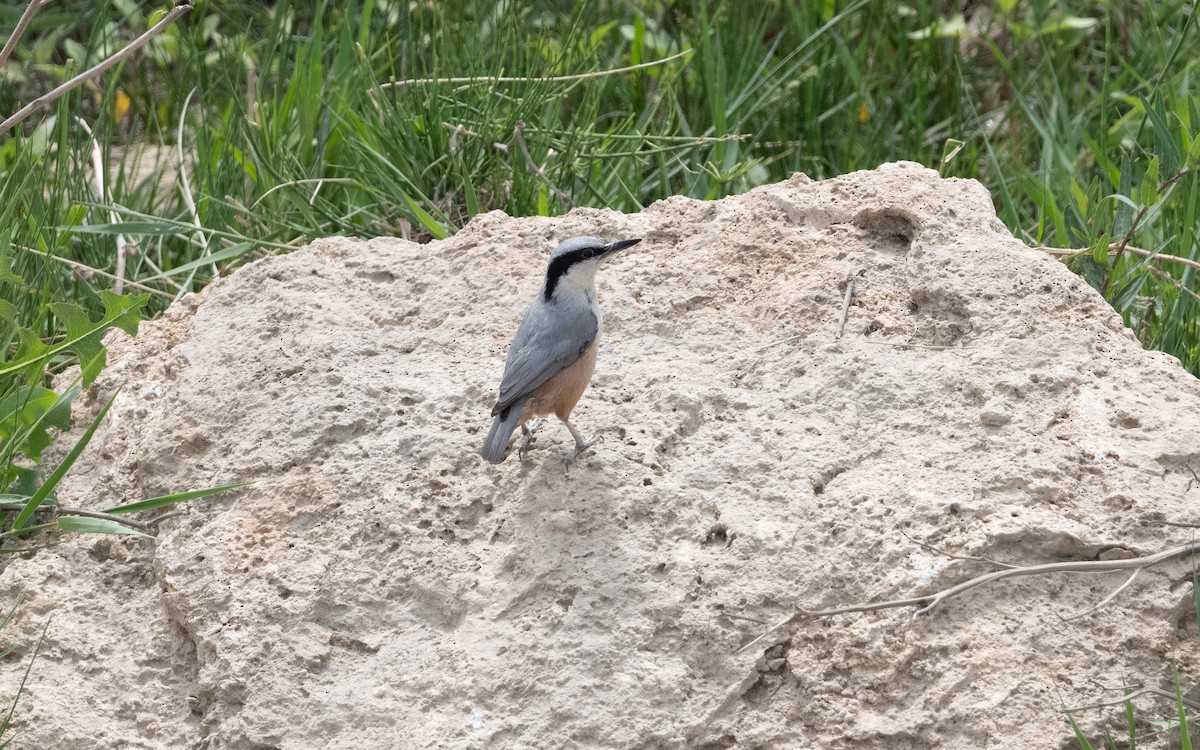 Eastern Rock Nuthatch - ML645114936