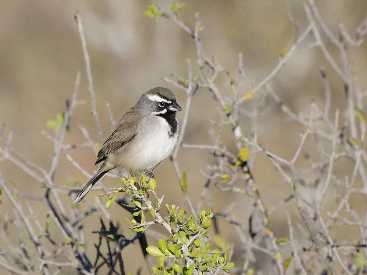 Black-throated Sparrow - ML645114949