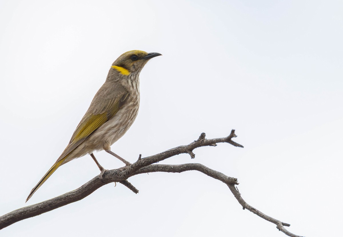 Yellow-plumed Honeyeater - ML645114950