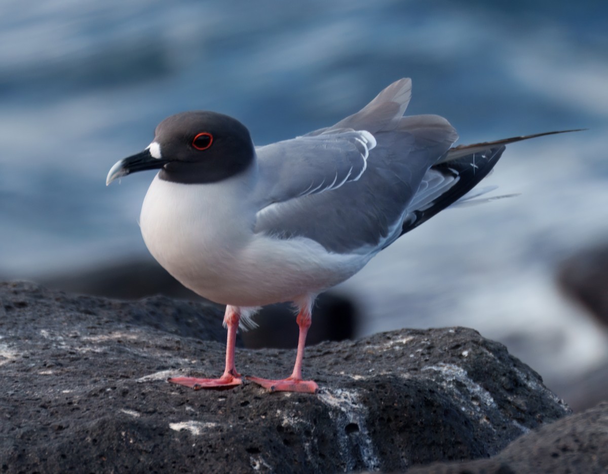 Swallow-tailed Gull - ML645114951
