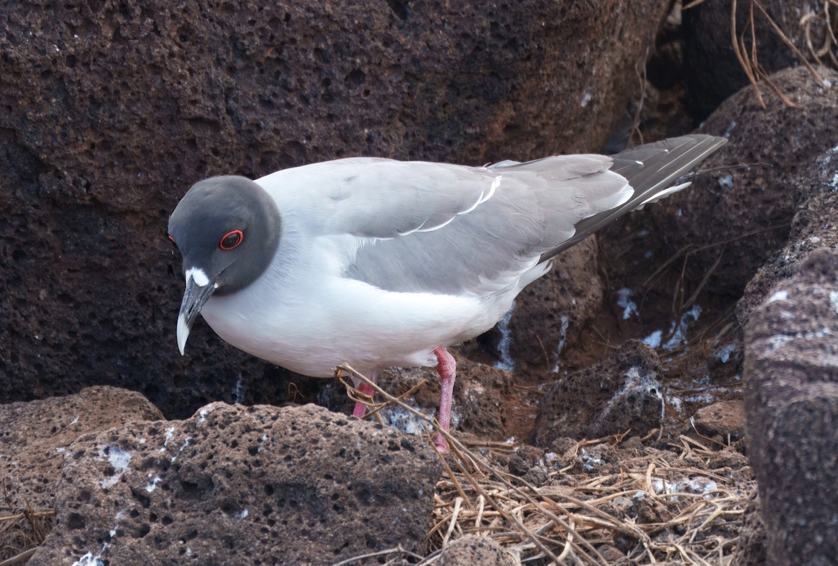 Swallow-tailed Gull - ML645114952