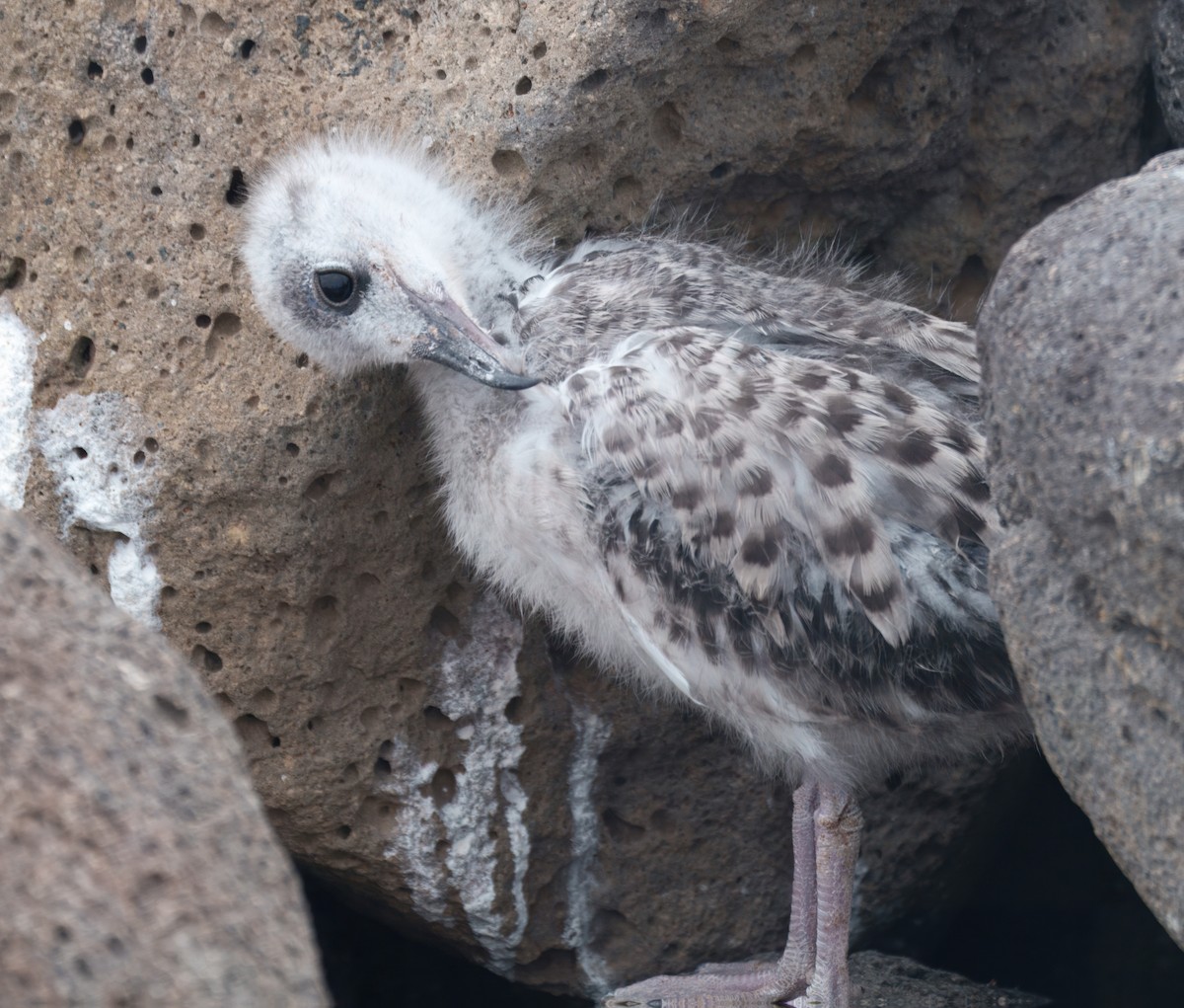 Swallow-tailed Gull - ML645114953